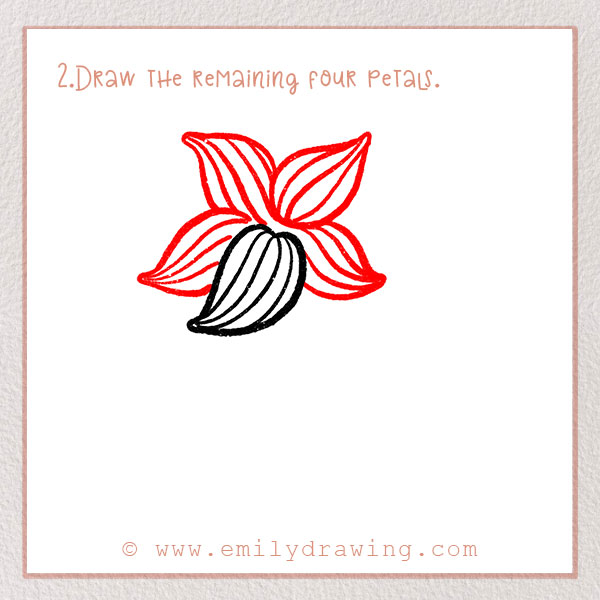 How to Draw a Lily - Step 2 – Draw the remaining four petals.