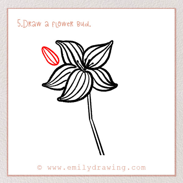 How to Draw a Lily - Step 5 – Draw a flower bud.