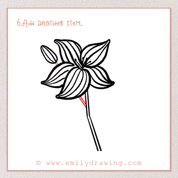 How to Draw a Lily - Step 6 – Add another stem.