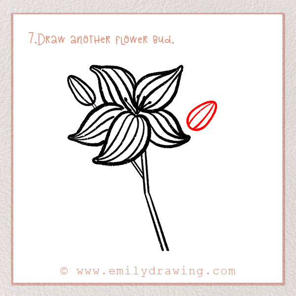 How to Draw a Lily - Step 7 –  Draw another flower bud.