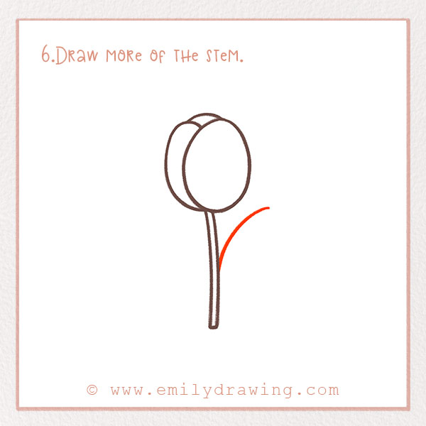 How to Draw a Tulip - Step 6 – Draw more of the stem.