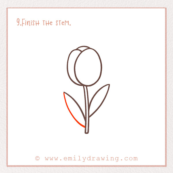 How to Draw a Tulip - Step 9 – Finish the stem.