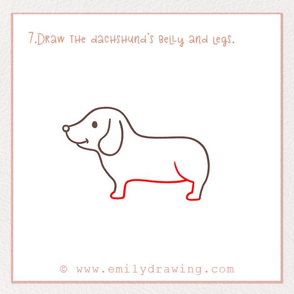 How to Draw a dachshund - Step 7 – Draw the dachshund's belly and legs.