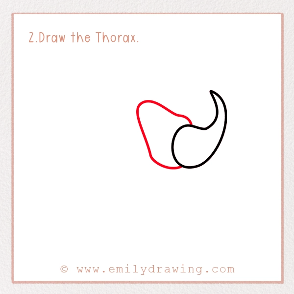 How to Draw a Beetle - Step 2 - Draw the Thorax