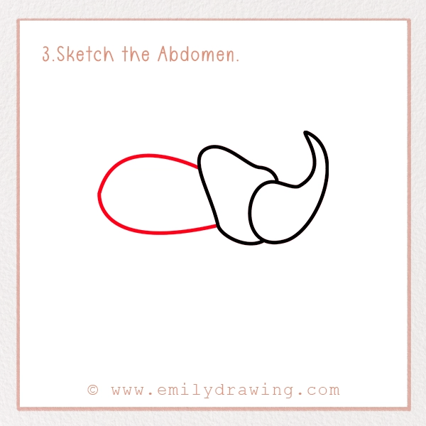 How to Draw a Beetle - Step 3 - Sketch the Abdomen