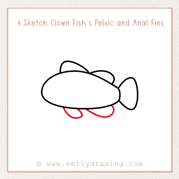 How to Draw a Clownfish - Step 4 - Sketch Clown Fish's Pelvic and Anal Fins