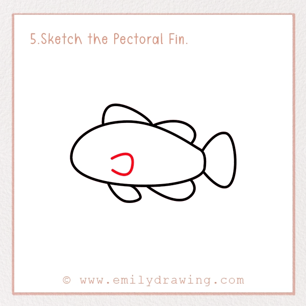 How to Draw a Clownfish - Step 5 - Sketch the Pectoral Fin