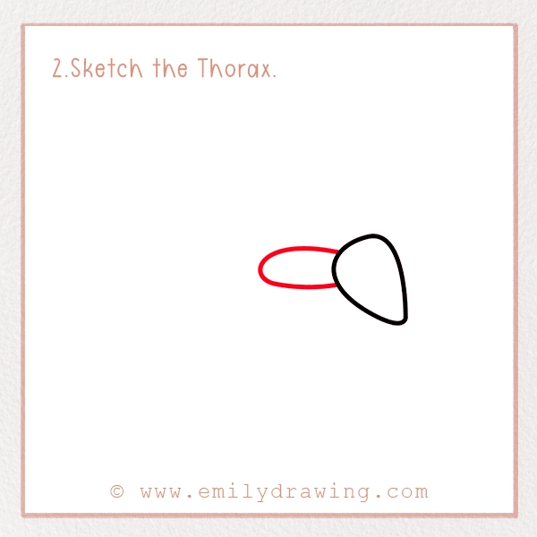 How to Draw a Cockroach - Step 2 - Sketch the Thorax