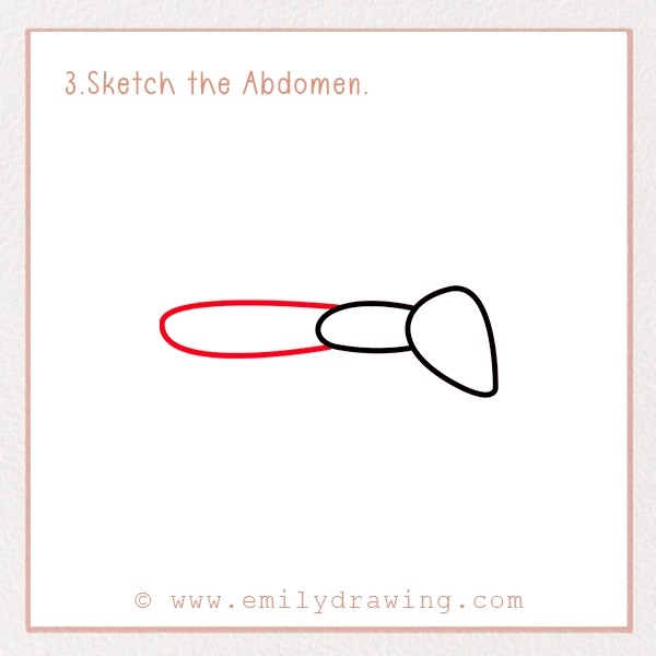 How to Draw a Cockroach - Step 3 - Sketch the Abdomen