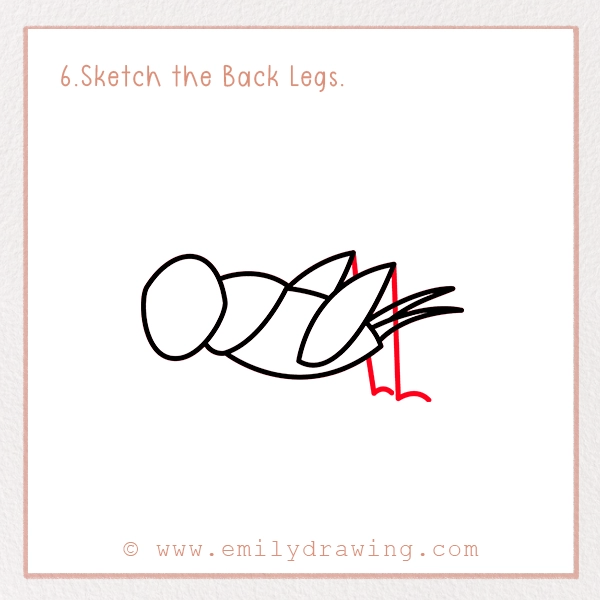 How to Draw a Cricket - Step 6 - Sketch the Back Legs