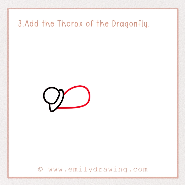 How to Draw a Dragonfly - Step 3 - Add the Thorax of the Dragonfly