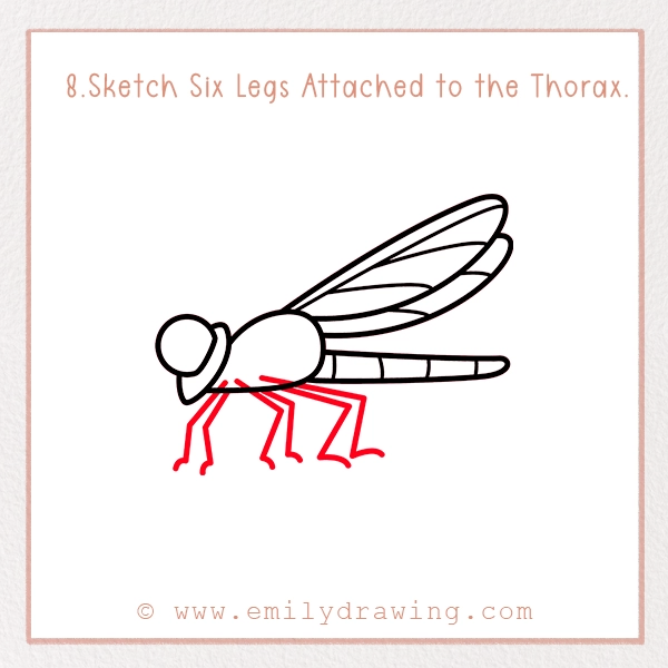 How to Draw a Dragonfly - Step 8 - Sketch Six Legs Attached to the Thorax