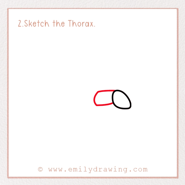 How to Draw a Firefly - Step 2 - Sketch the Thorax