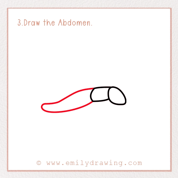 How to Draw a Firefly - Step 3 - Draw the Abdomen