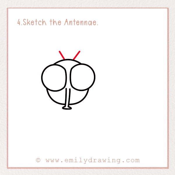 How to Draw a Fly - Step 4 - Sketch the Antennae