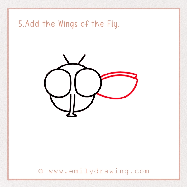 How to Draw a Fly - Step 5 - Add the Wings of the Fly