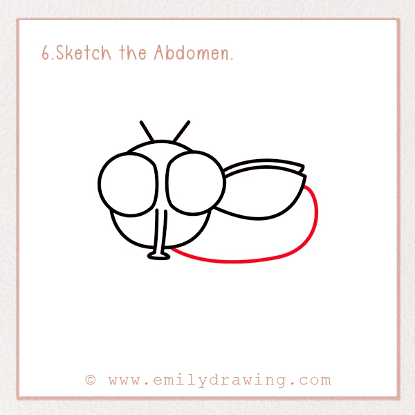 How to Draw a Fly - Step 6 - Sketch the Abdomen