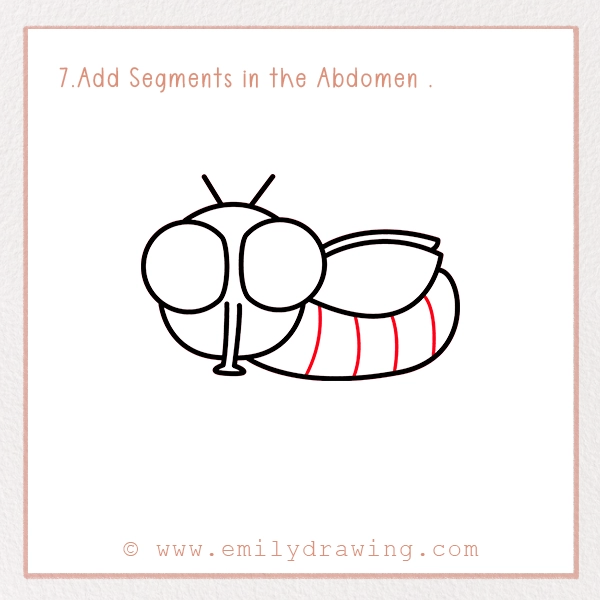 How to Draw a Fly - Step 7 - Add Segments in the Abdomen