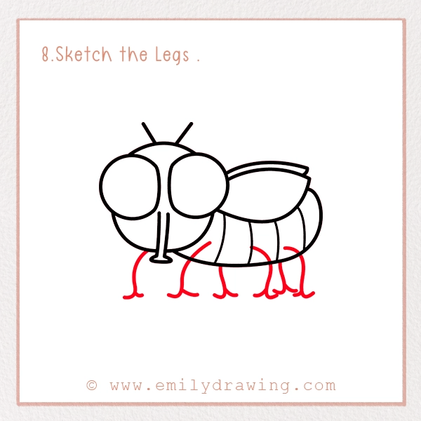 How to Draw a Fly - Step 8 - Sketch the Legs