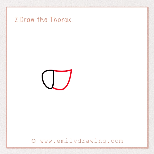 How to Draw a Grasshopper - Step 2 - Draw the Thorax