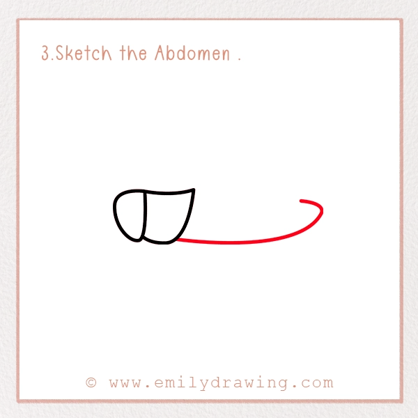 How to Draw a Grasshopper - Step 3 - Sketch the Abdomen 