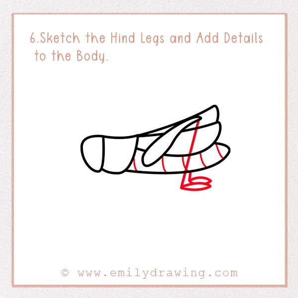 How to Draw a Grasshopper - Step 6 - Sketch the Hind Legs and Add Details to the Body