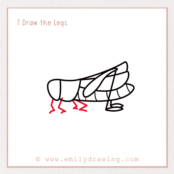 How to Draw a Grasshopper - Step 7 - Draw the Legs