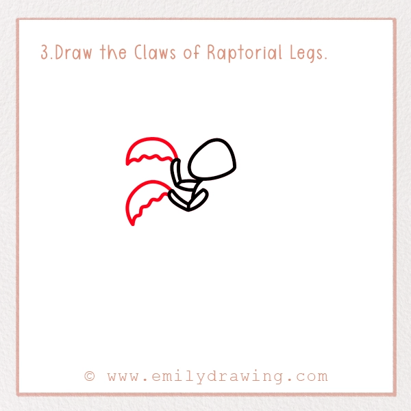 How to Draw a Mantis - Step 3 - Draw the Claws of Raptorial Legs