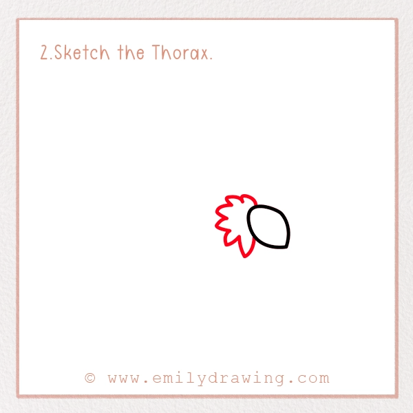 How to Draw a Moth - Step 2 - Sketch the Thorax