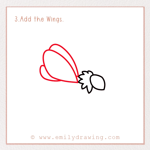 How to Draw a Moth - Step 3 - Add the Wings