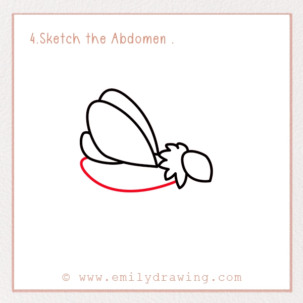 How to Draw a Moth - Step 4 - Sketch the Abdomen 