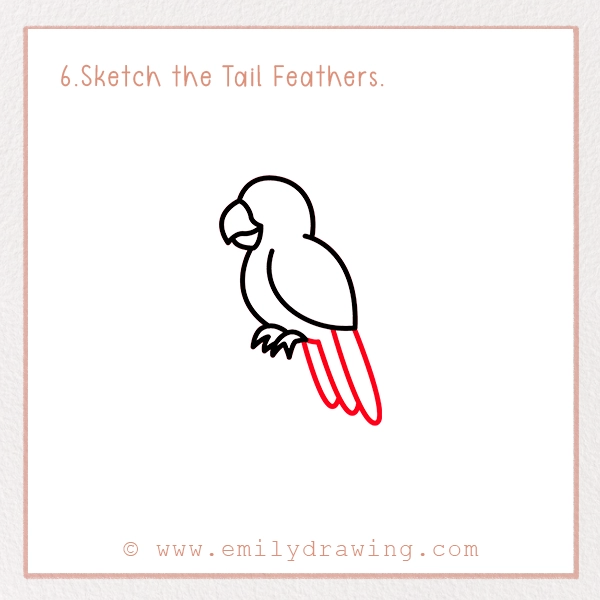 How to Draw a Parrot - Step 6 - Sketch the Tail Feathers