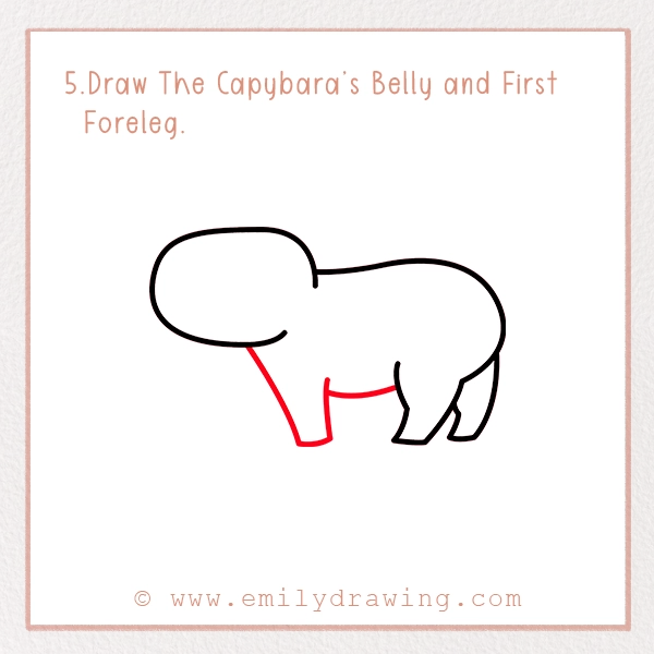 How to Draw a Capybara - Step 5 – Draw The Capybara’s Belly and First Foreleg