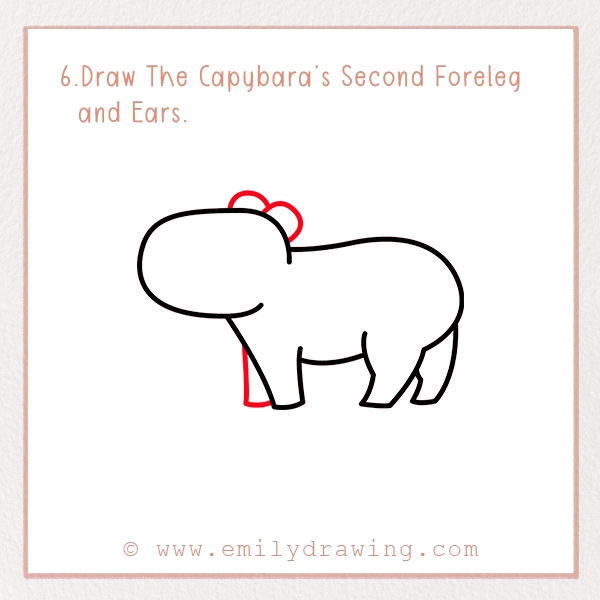 How to Draw a Capybara - Step 6 – Draw The Capybara’s Second Foreleg and Ears