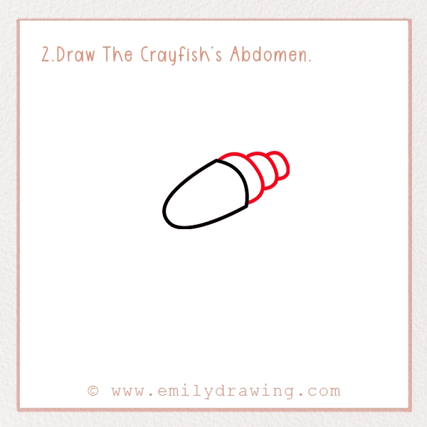 How to Draw a Crayfish - Step 2 – Draw The Crayfish’s Abdomen