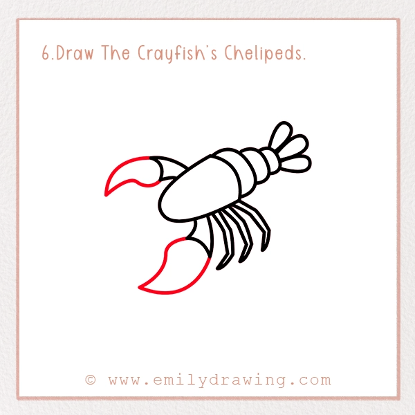 How to Draw a Crayfish - Step 6 – Draw The Crayfish’s Chelipeds