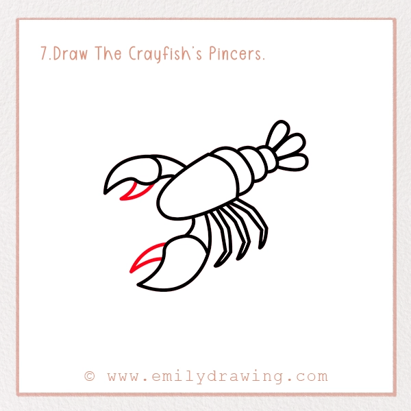 How to Draw a Crayfish - Step 7 – Draw The Crayfish’s Pincers