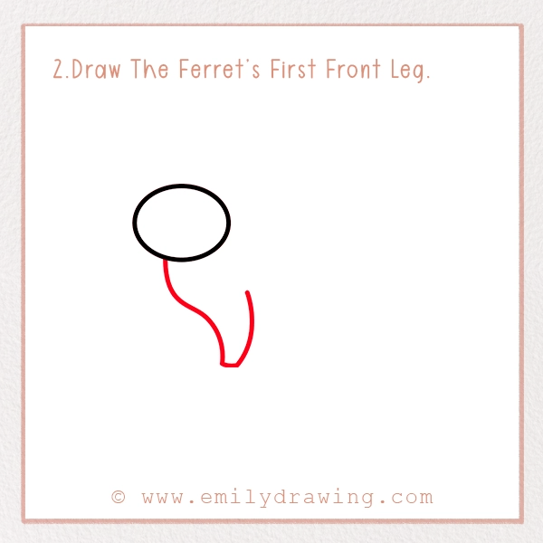 How to Draw a Ferret - Step 2 – Draw The Ferret’s First Front Leg