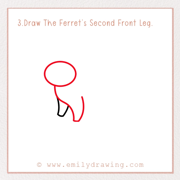 How to Draw a Ferret - Step 3 – Draw The Ferret’s Second Front Leg