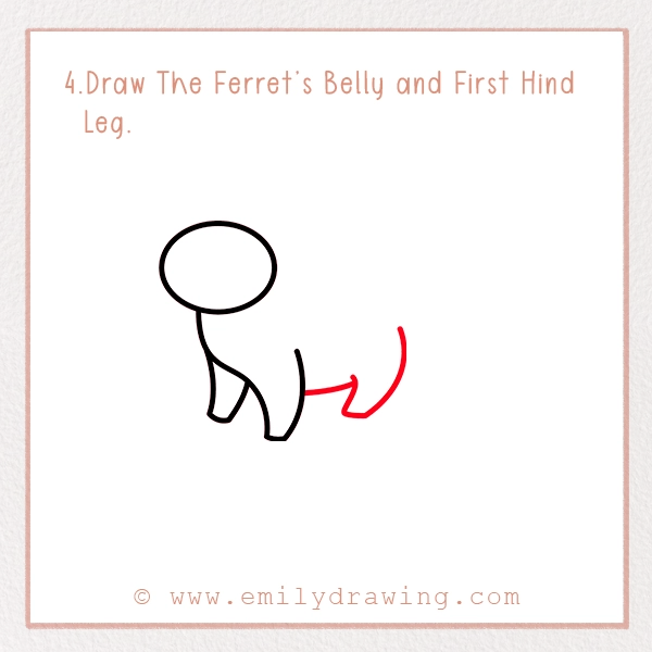 How to Draw a Ferret - Step 4 – Draw The Ferret’s Belly and First Hind Leg