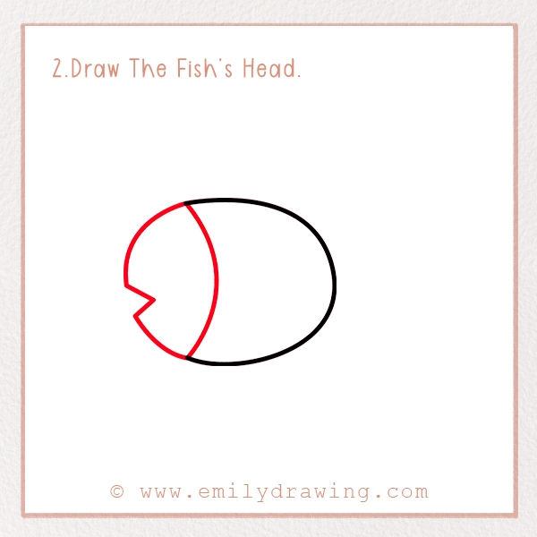 How to Draw a Fish - Step 2 – Draw The Fish’s Head