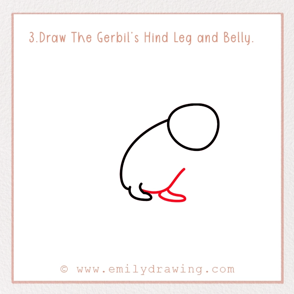 How to Draw a Gerbil - Step 3 – Draw The Gerbil’s Hind Leg and Belly