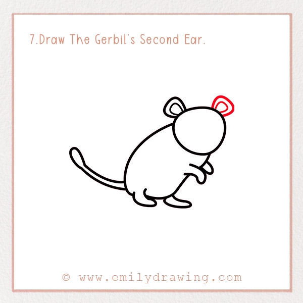 How to Draw a Gerbil - Step 7 – Draw The Gerbil’s Second Ear