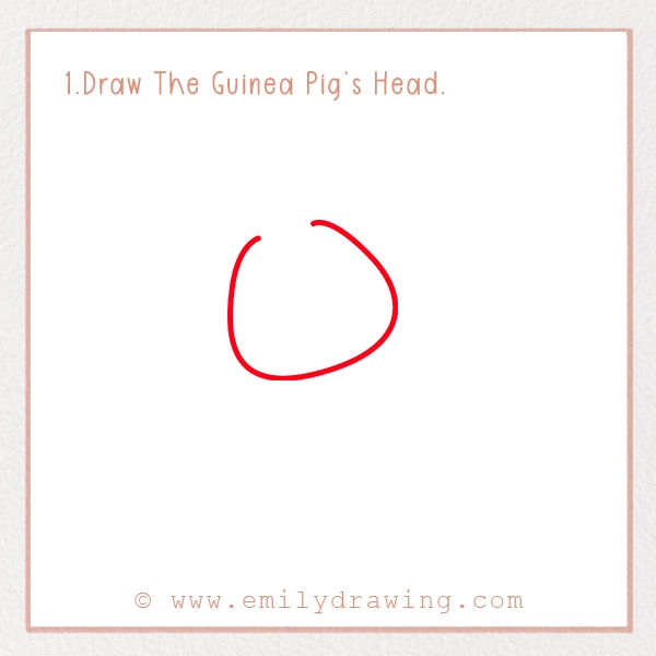 How to Draw a Guinea Pig - Step 1 – Draw The Guinea Pig’s Head