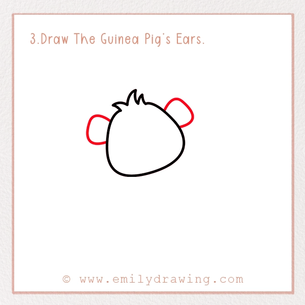 How to Draw a Guinea Pig - Step 3 – Draw The Guinea Pig’s Ears