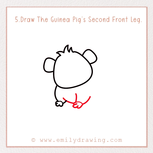 How to Draw a Guinea Pig - Step 5 – Draw The Guinea Pig’s Second Front Leg