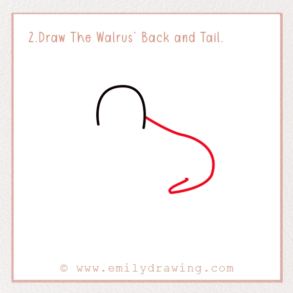 How to Draw a Walrus - Step 2 – Draw The Walrus’ Back and Tail