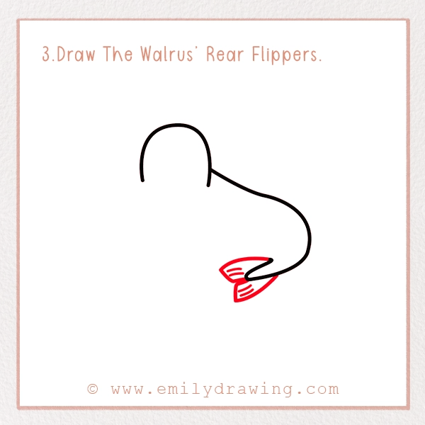 How to Draw a Walrus - Step 3 – Draw The Walrus’ Rear Flippers