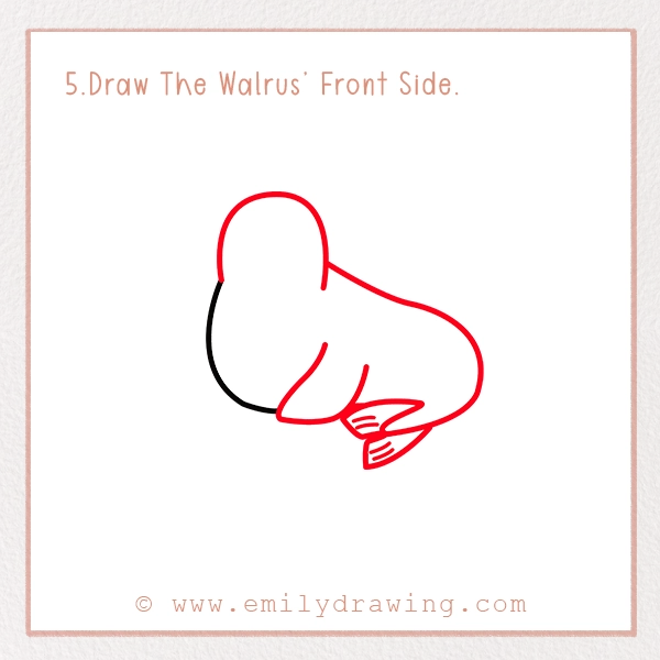 How to Draw a Walrus - Step 5 – Draw The Walrus’ Front Side