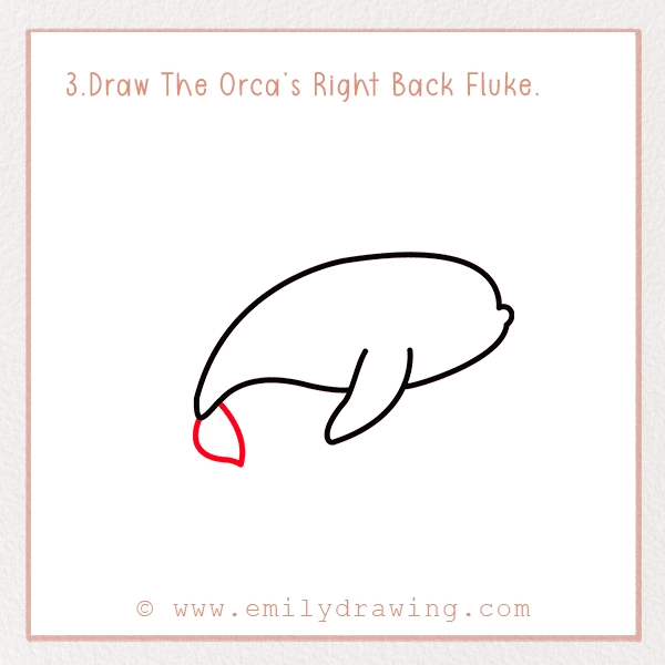 How to Draw an Orca - Step 3 – Draw The Orca’s Right Back Fluke